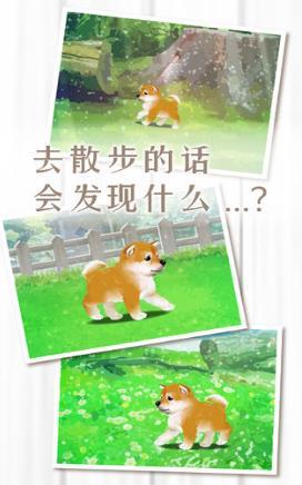 养育柴犬的治愈 V1.0 安卓版