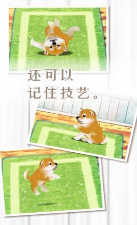 养育柴犬的治愈 V1.0 安卓版